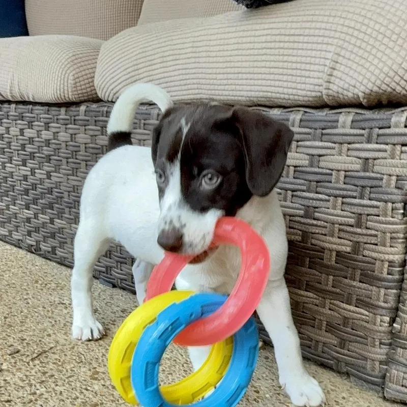 A baby medium-sized female White / Cream English Pointer dog named Mable for adoption in Tunica, MS