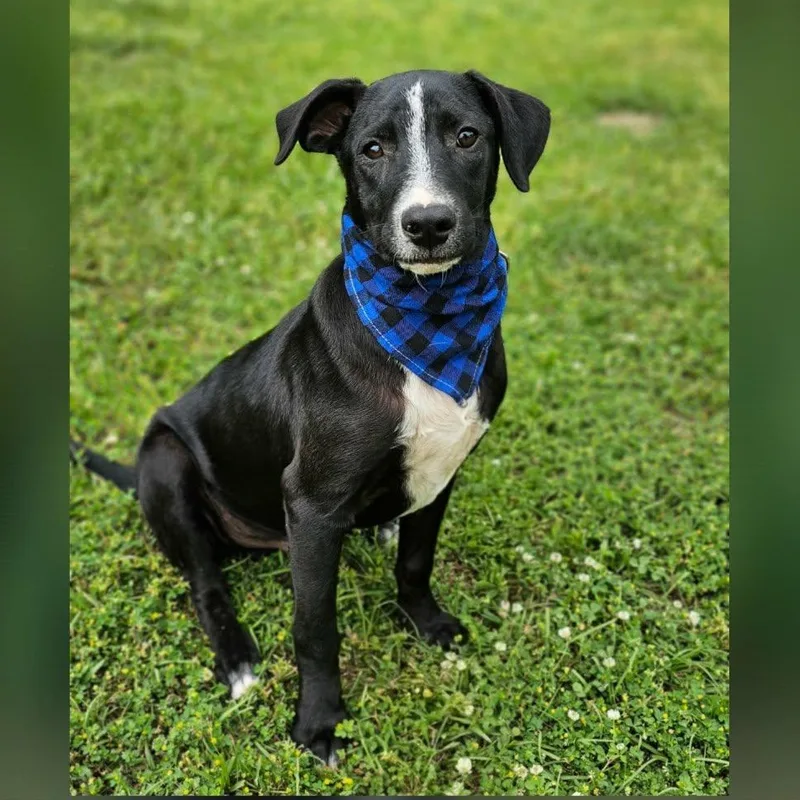 A baby medium-sized male Black Mixed Breed dog named Pepe Le Pew for adoption in BONIFAY, FL