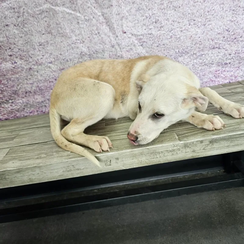 A baby medium-sized female Yellow / Tan / Blond / Fawn Labrador Retriever dog named Carrie for adoption in Normal, IL