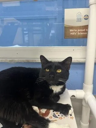 An adult small-sized female Domestic Short Hair cat named Keekee for adoption in Largo, FL