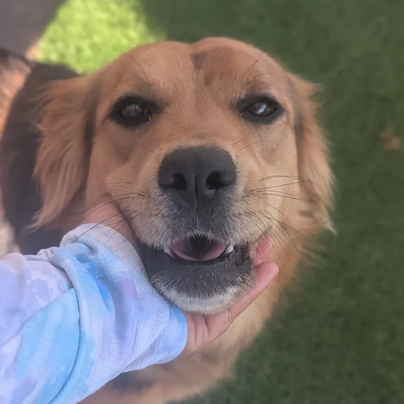 An adult medium-sized female Black Mixed Breed dog named Miller for adoption in Alabaster, AL