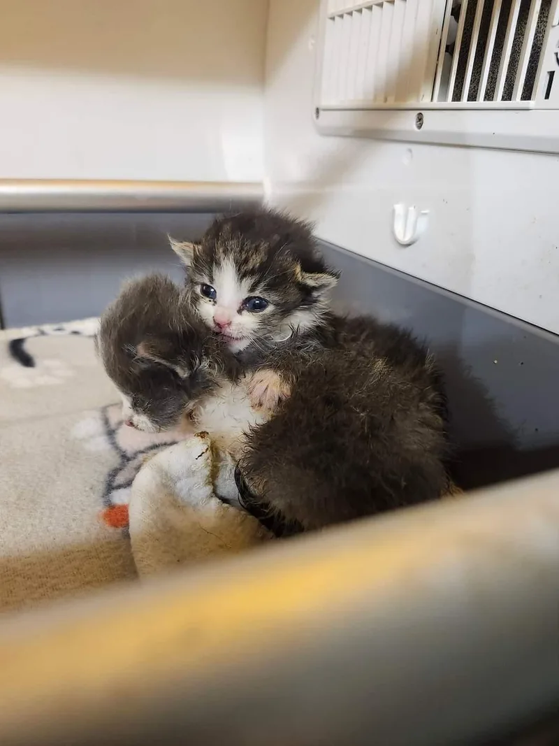 Arya & Sansa thumbnail 2