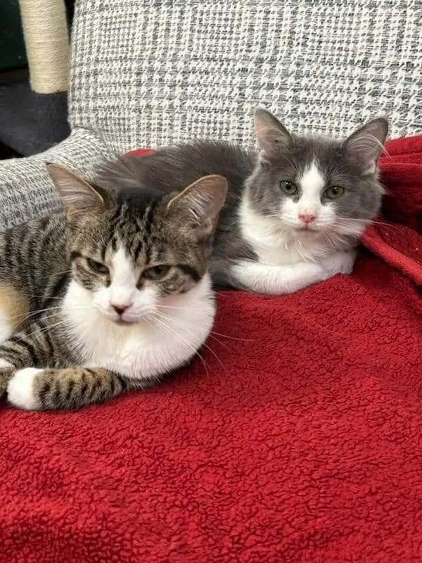 Arya & Sansa thumbnail 4