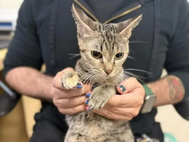 A young small-sized female Domestic Short Hair cat named Sally for adoption in Miami, FL