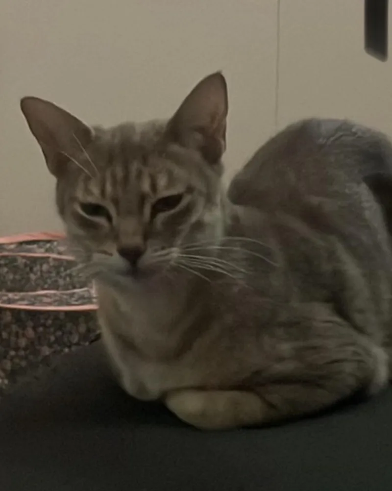 A young small-sized female Domestic Short Hair cat named Galaxy for adoption in Lockport, IL
