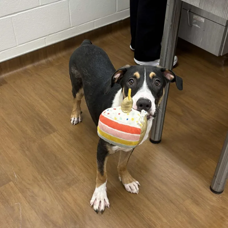 A young medium-sized male Black Boxer dog named Harvey for adoption in Beaumont, TX