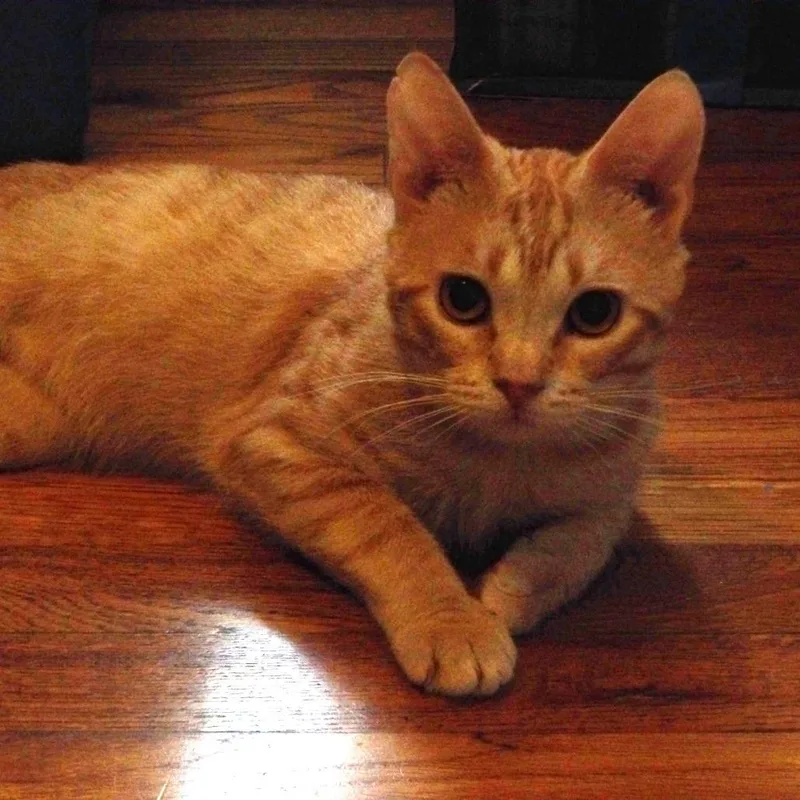 A young medium-sized male Domestic Short Hair cat named Hiccup for adoption in Fredericksburg, TX
