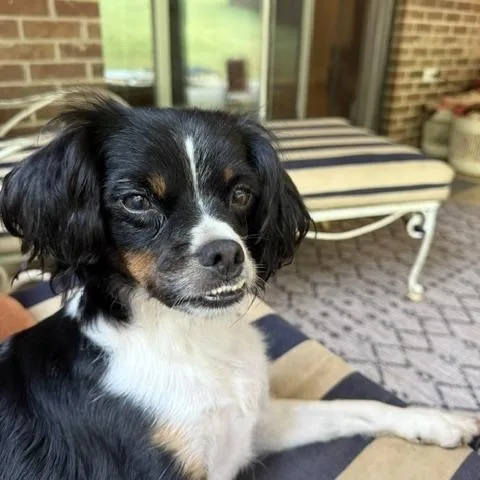 A young small-sized female Black Cavalier King Charles Spaniel dog named Cali Momma Puzzle for adoption in Andover, MA