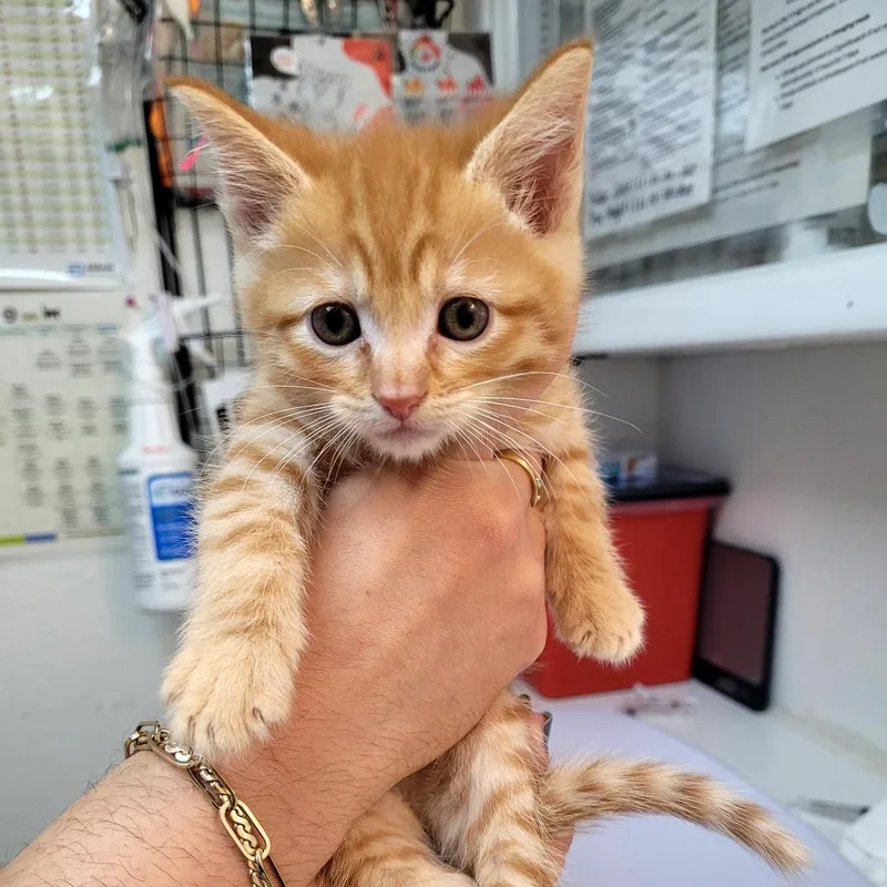 A baby small-sized male Domestic Short Hair cat named Danny for adoption in Allyn, WA