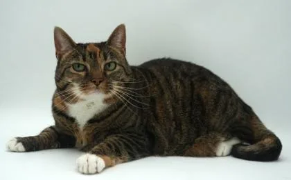 A young small-sized female Domestic Short Hair cat named Enola for adoption in Bowling Green, KY