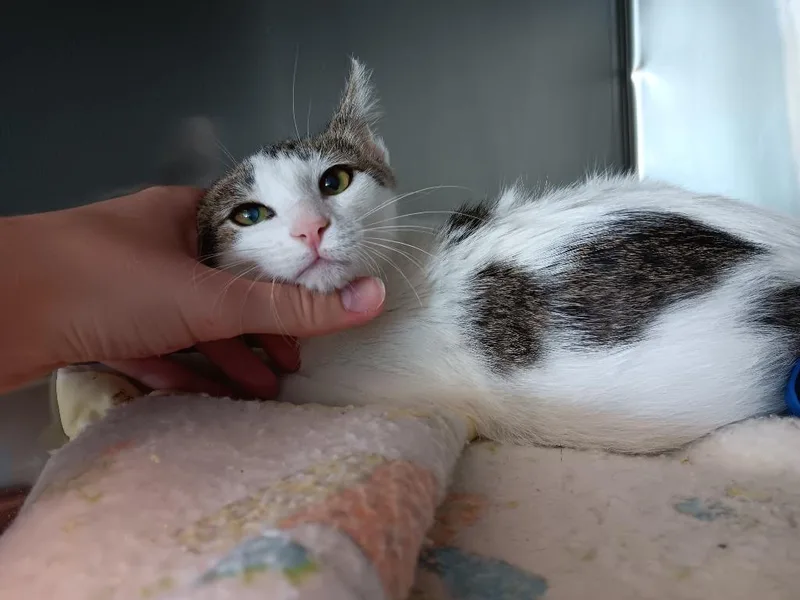 A baby small-sized female Domestic Short Hair cat named Charlotte for adoption in New Braunfels, TX