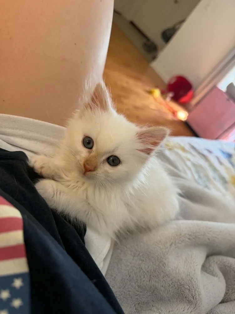 Tofu