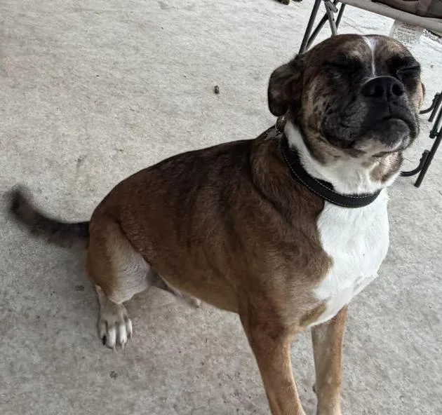 A baby medium-sized male Merle (Blue) Boxer dog named Big Bend ABR for adoption in Hewitt, TX