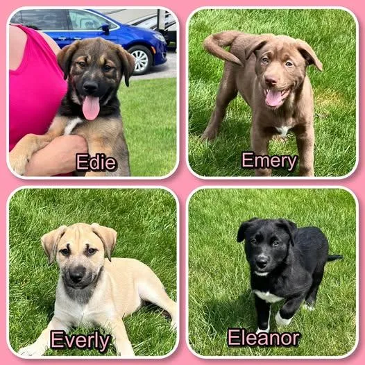 Puppies  Edie 