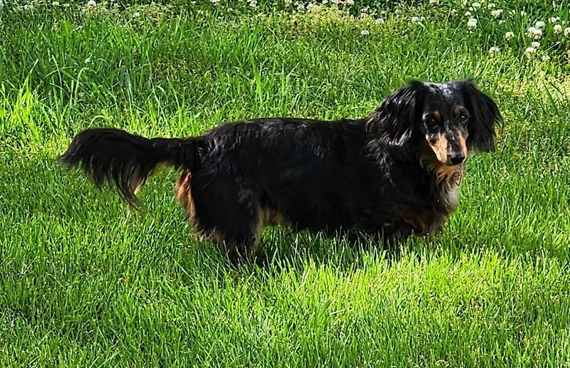 Franky In Tn thumbnail 6