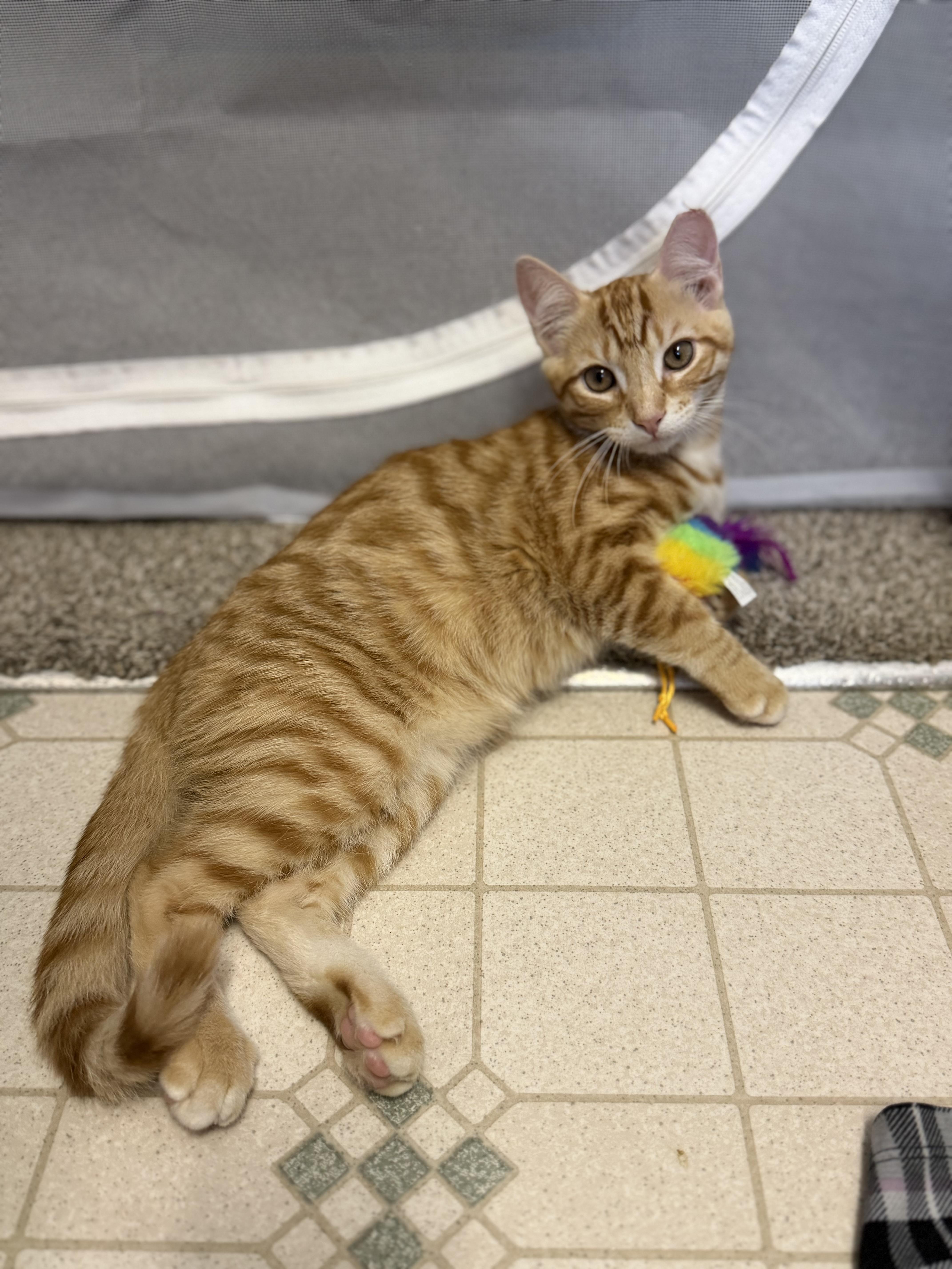 A baby medium-sized male Orange / Red Domestic Short Hair cat named Jones for adoption in Mechanicsburg, PA