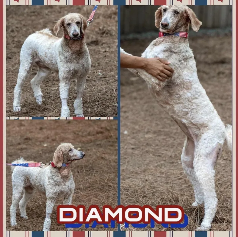 Diamond