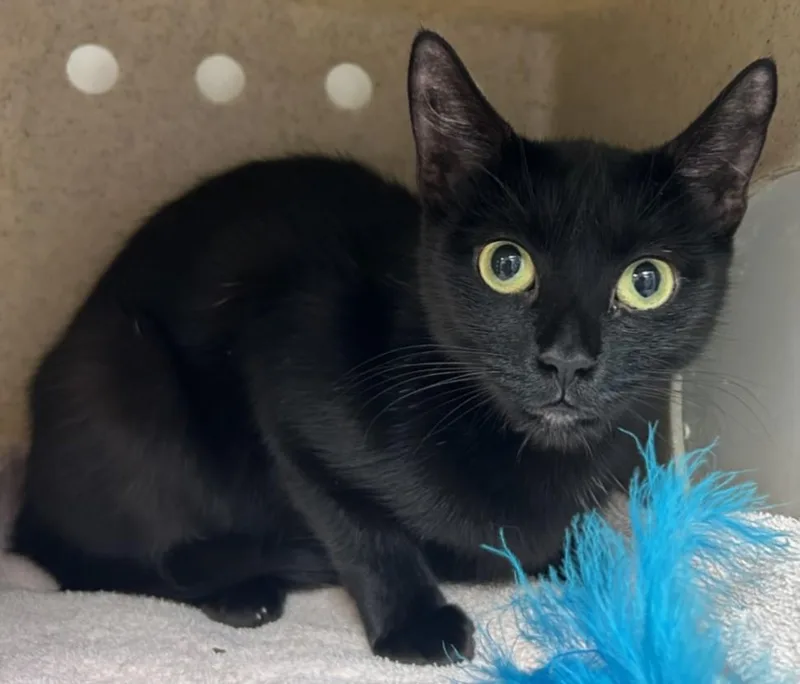 A young large-sized female Domestic Short Hair cat named Jamie for adoption in Burbank, CA