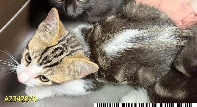 A baby medium-sized female Domestic Medium Hair cat named Lisa for adoption in West Palm Beach, FL