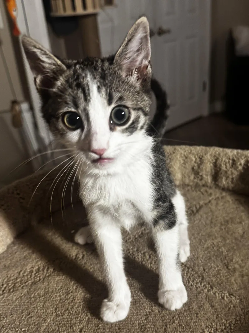 A baby medium-sized female Domestic Short Hair cat named Brioche for adoption in Seal Beach, CA