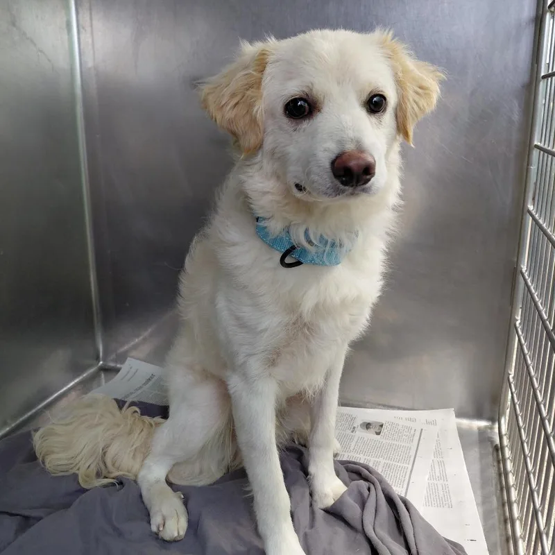 An adult small-sized male White / Cream Terrier dog named Tomatoa for adoption in Philadelphia, PA
