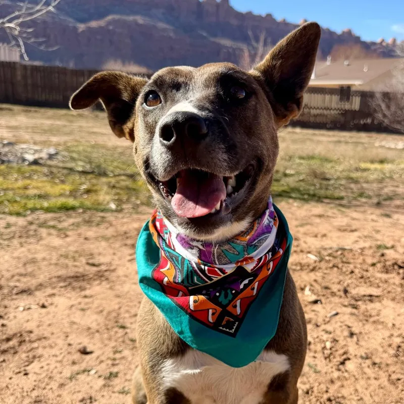 An adult medium-sized female Brown / Chocolate Mixed Breed dog named Aquaria for adoption in Moab, UT