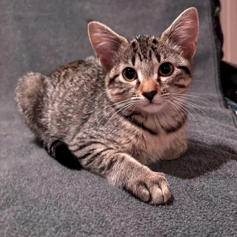 A baby small-sized female Brown / Chocolate Domestic Short Hair cat named Bunny for adoption in Hopkinton, MA