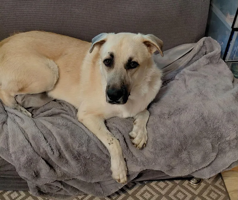 A young large-sized male Anatolian Shepherd dog named Max for adoption in Boerne, TX