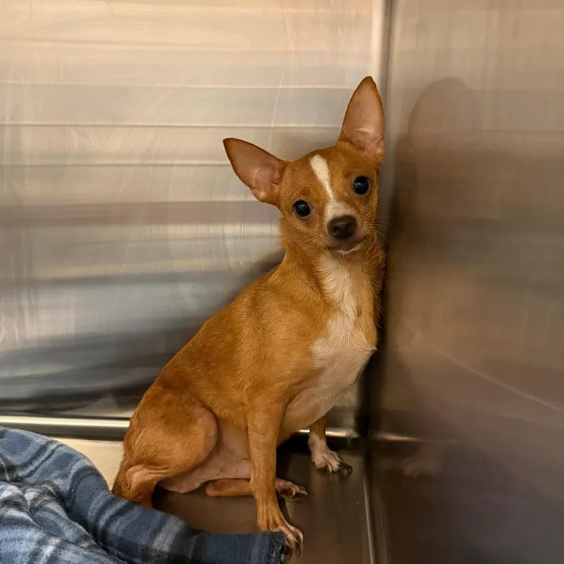 An adult small-sized male Golden Chihuahua dog named Rudy for adoption in Denison, TX