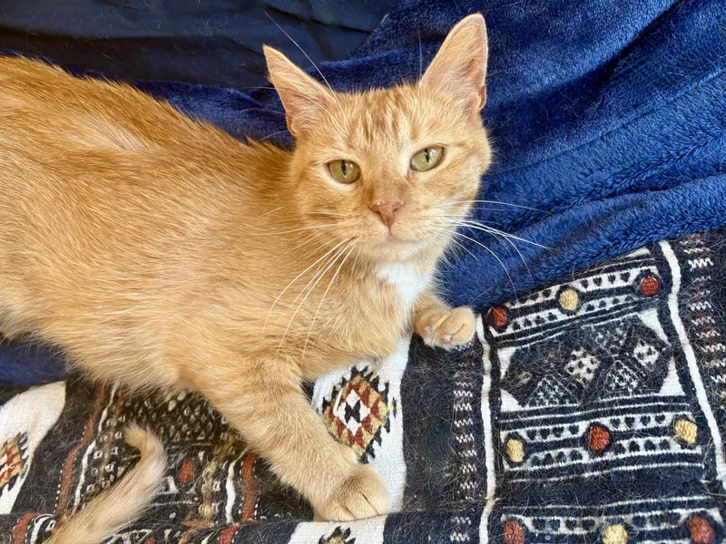 A baby small-sized female Orange / Red Domestic Short Hair cat named Hermione for adoption in Forest Lake, MN