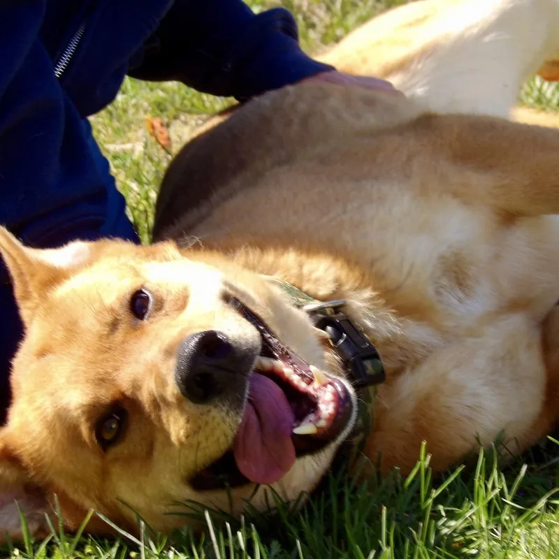 An adult medium-sized male Yellow / Tan / Blond / Fawn Shepherd dog named Todd for adoption in Vineland, NJ