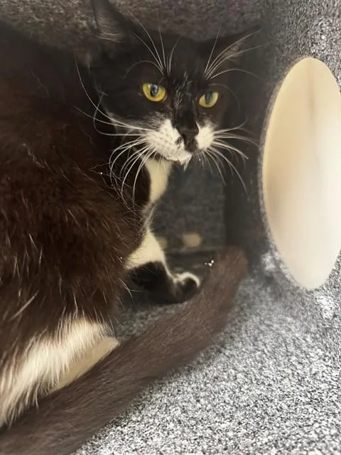 An adult medium-sized female Domestic Short Hair cat named Ava for adoption in Naples, FL