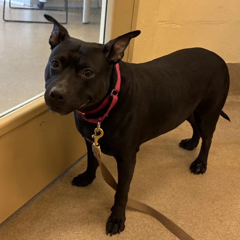 Charlotte thumbnail 2