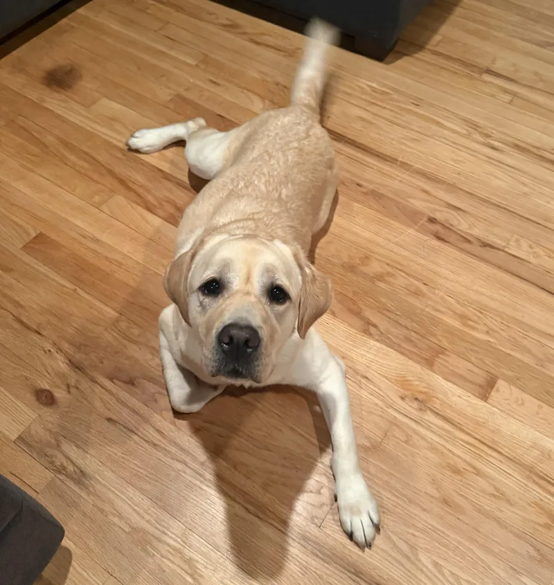 Nova