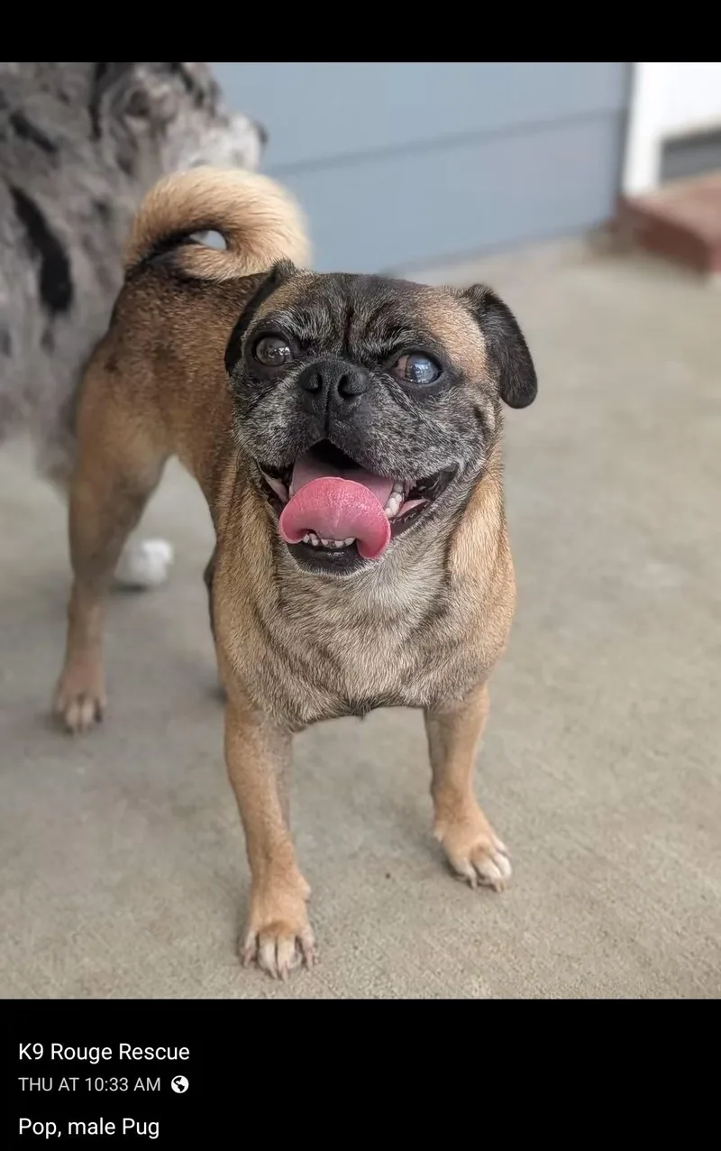 An adult small-sized male Red / Chestnut / Orange Pug dog named Pop for adoption in Baton Rouge, LA