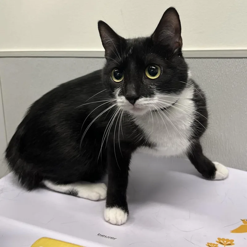 An adult medium-sized female Black Domestic Short Hair cat named Juna for adoption in Clearwater, FL