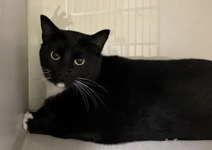 An adult medium-sized male Domestic Short Hair cat named Spooky for adoption in Divide, CO
