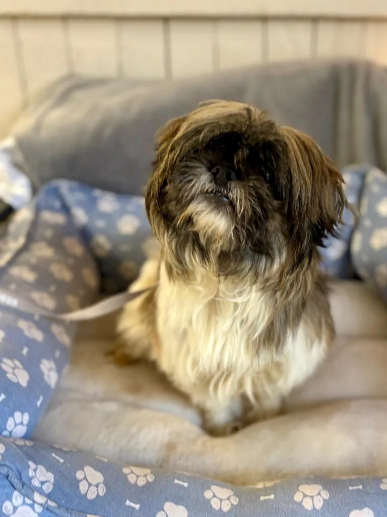 An adult small-sized male Shih Tzu dog named Suriel for adoption in Fort Worth, TX