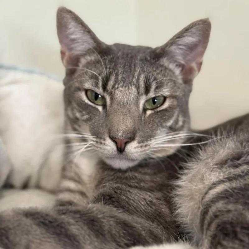 Pawtrick thumbnail 2