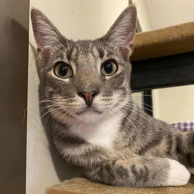 Pawtrick thumbnail 4