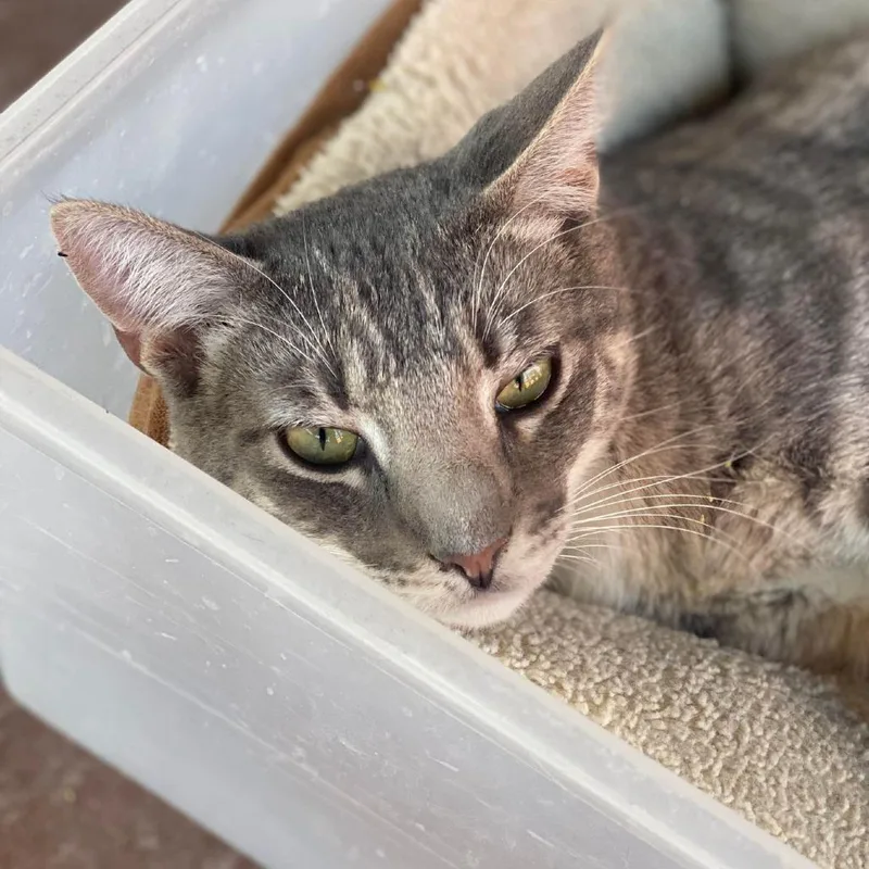 Pawtrick thumbnail 6