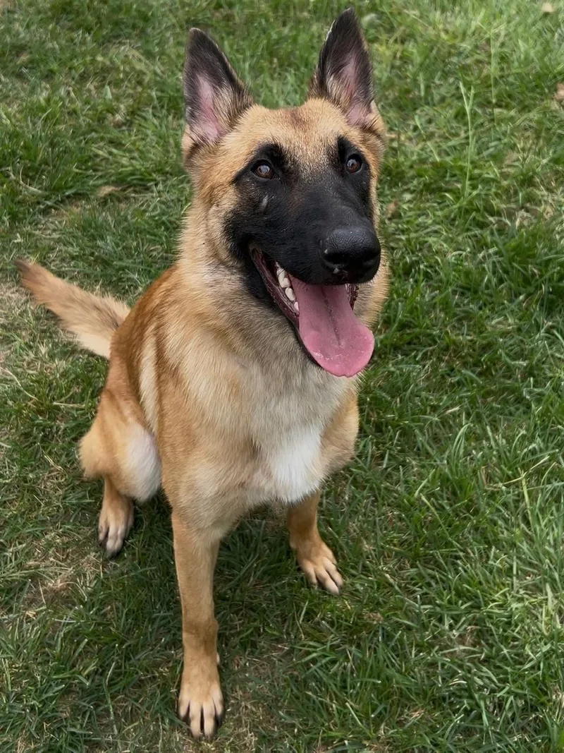 A young medium-sized female Belgian Shepherd / Malinois dog named Butters for adoption in Conroe, TX