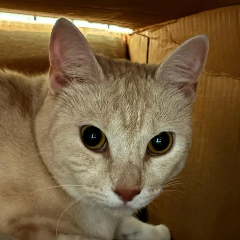 An adult large-sized female Domestic Short Hair cat named Cloe for adoption in Bronson, FL