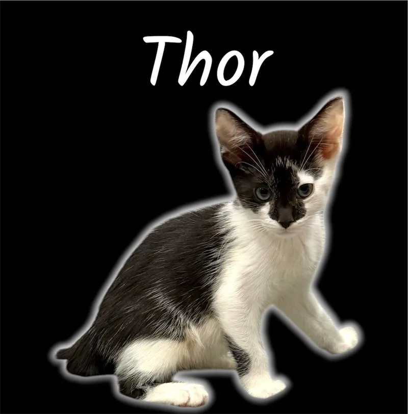 A baby small-sized male Black & White / Tuxedo Domestic Short Hair cat named Thor for adoption in Auburn, CA