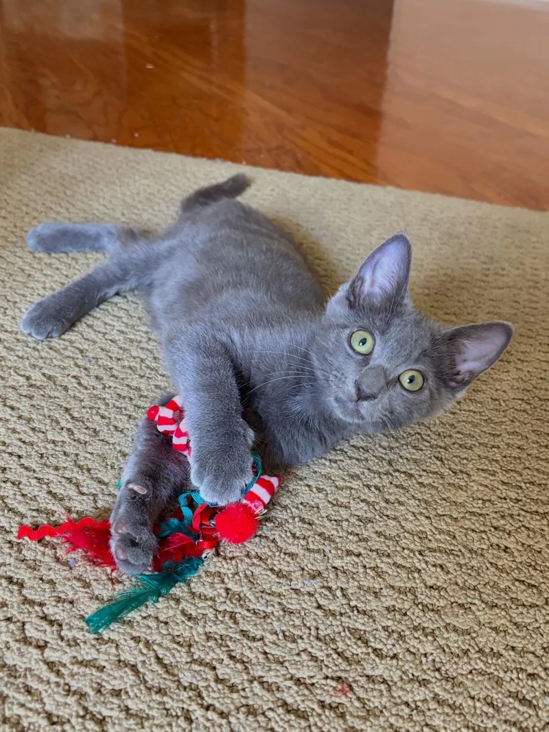 A baby small-sized female Gray / Blue / Silver Domestic Short Hair cat named Oakley Furest for adoption in Chandler, AZ