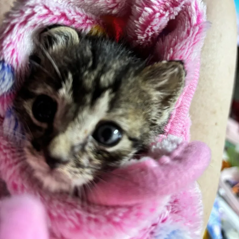 A baby small-sized male Domestic Short Hair cat named Captain Chomp for adoption in Newark, DE
