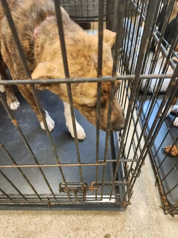 A young medium-sized female Brindle Mixed Breed dog named Tessa for adoption in Mobile, AL