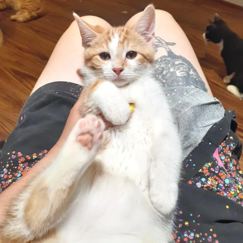 A baby small-sized male Orange / Red Domestic Short Hair cat named Corey for adoption in Pittsburgh, PA