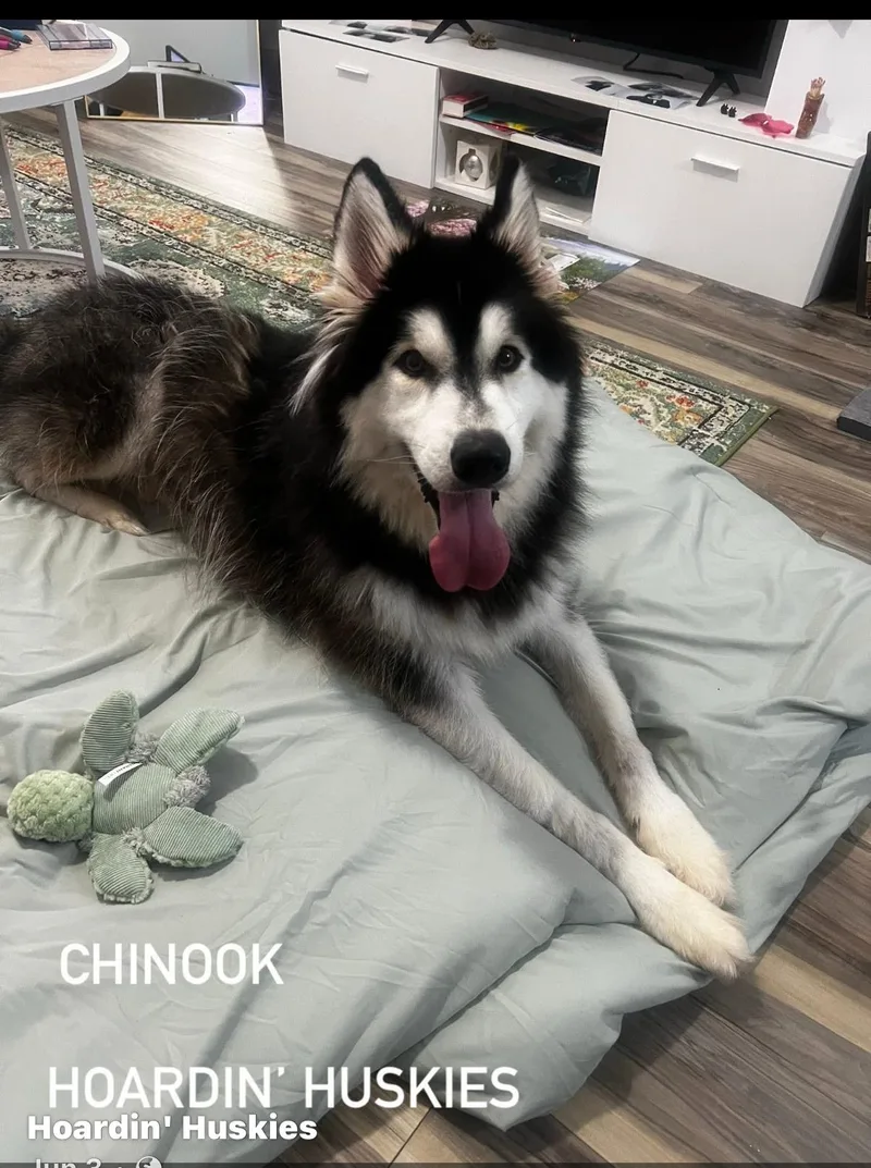 Chinook