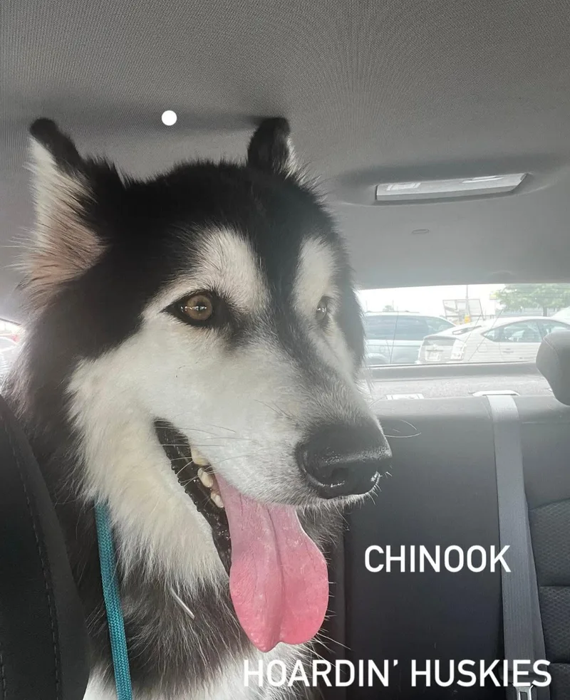 Chinook thumbnail 2